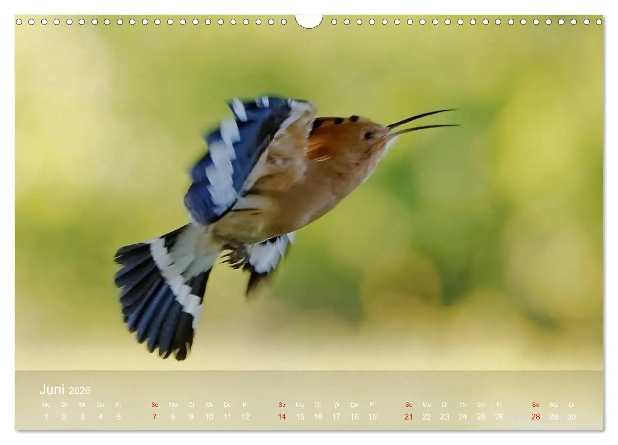 Bild: 9783457995457 | Wiedehopf (Wandkalender 2026 DIN A3 quer), CALVENDO Monatskalender