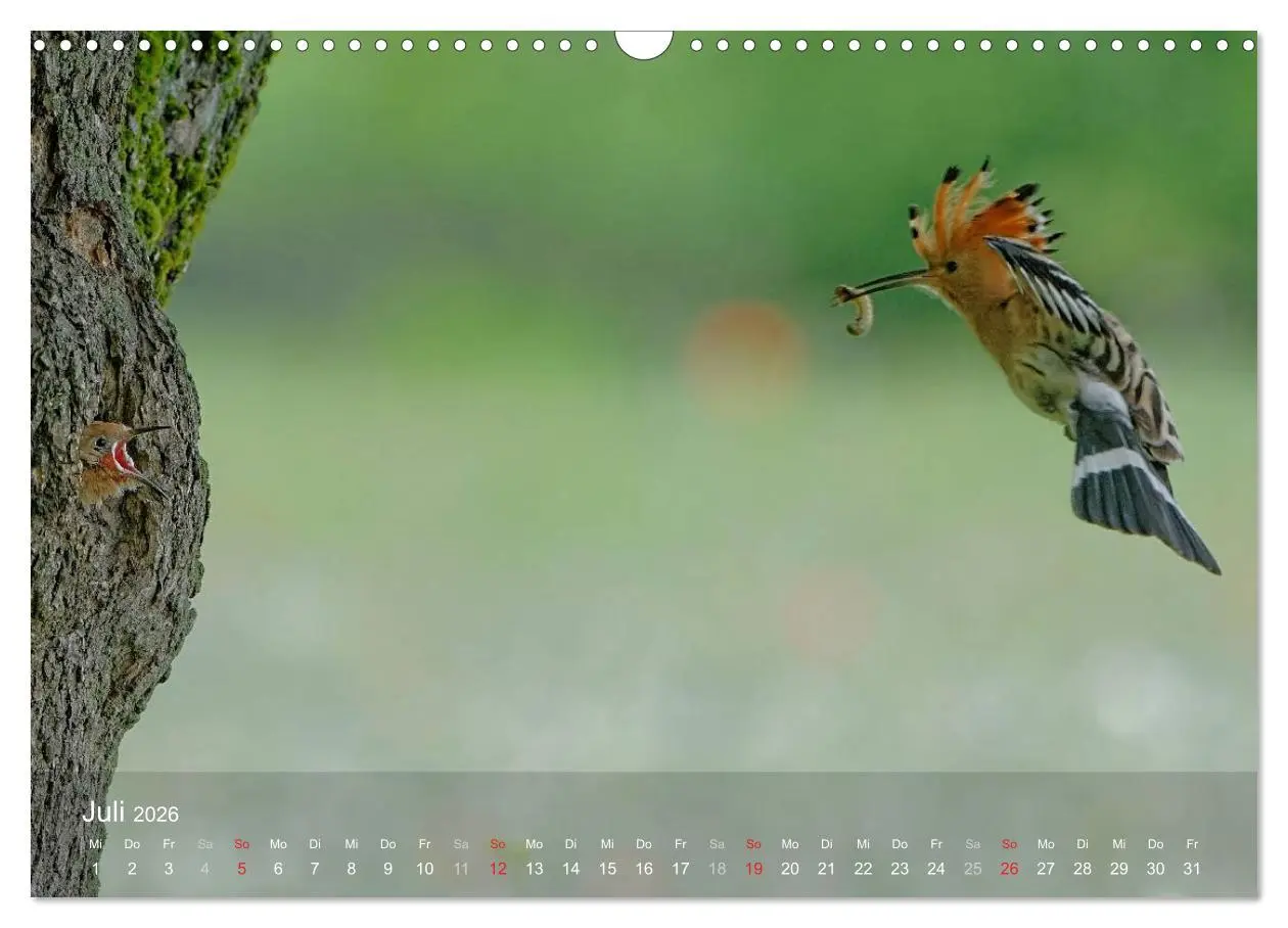 Bild: 9783457995457 | Wiedehopf (Wandkalender 2026 DIN A3 quer), CALVENDO Monatskalender