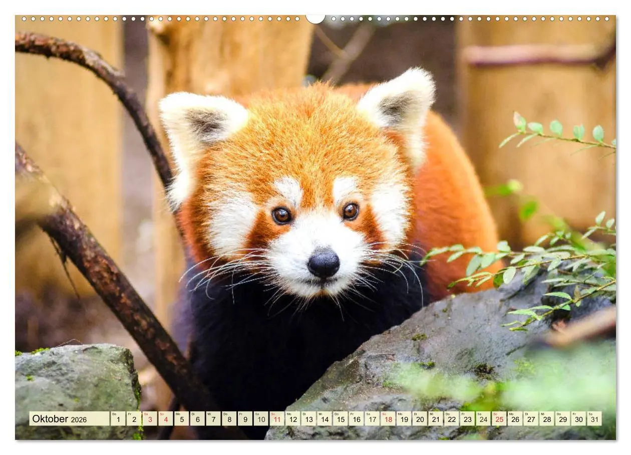 Bild: 9783457675557 | Roter Panda. Die superknuddeligen Katzenbären (hochwertiger Premium...