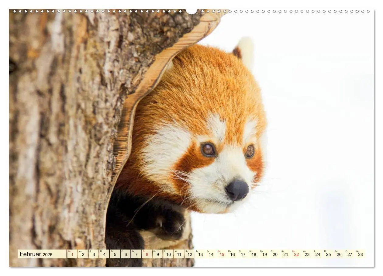 Bild: 9783457675557 | Roter Panda. Die superknuddeligen Katzenbären (hochwertiger Premium...