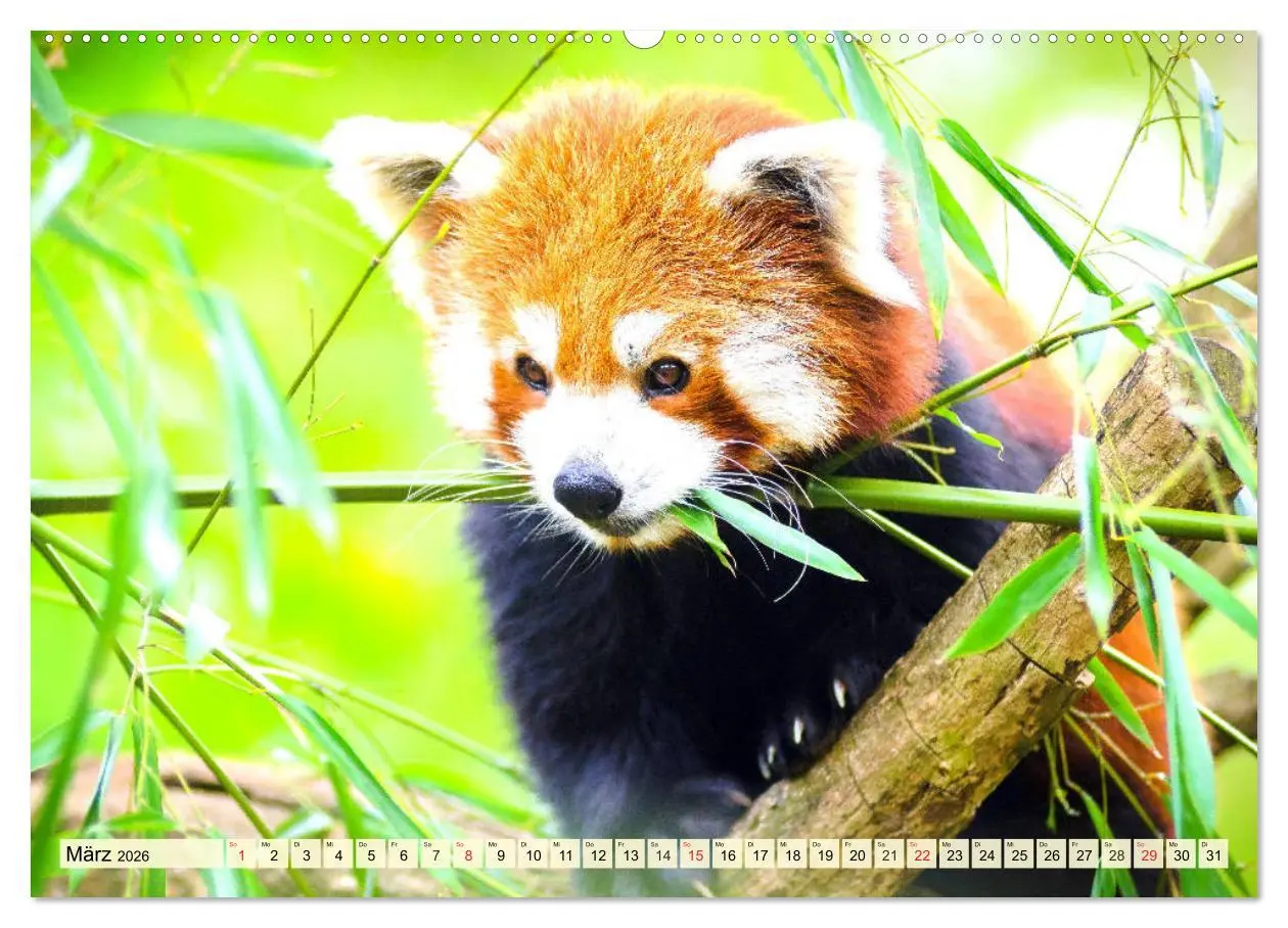 Bild: 9783457675557 | Roter Panda. Die superknuddeligen Katzenbären (hochwertiger Premium...