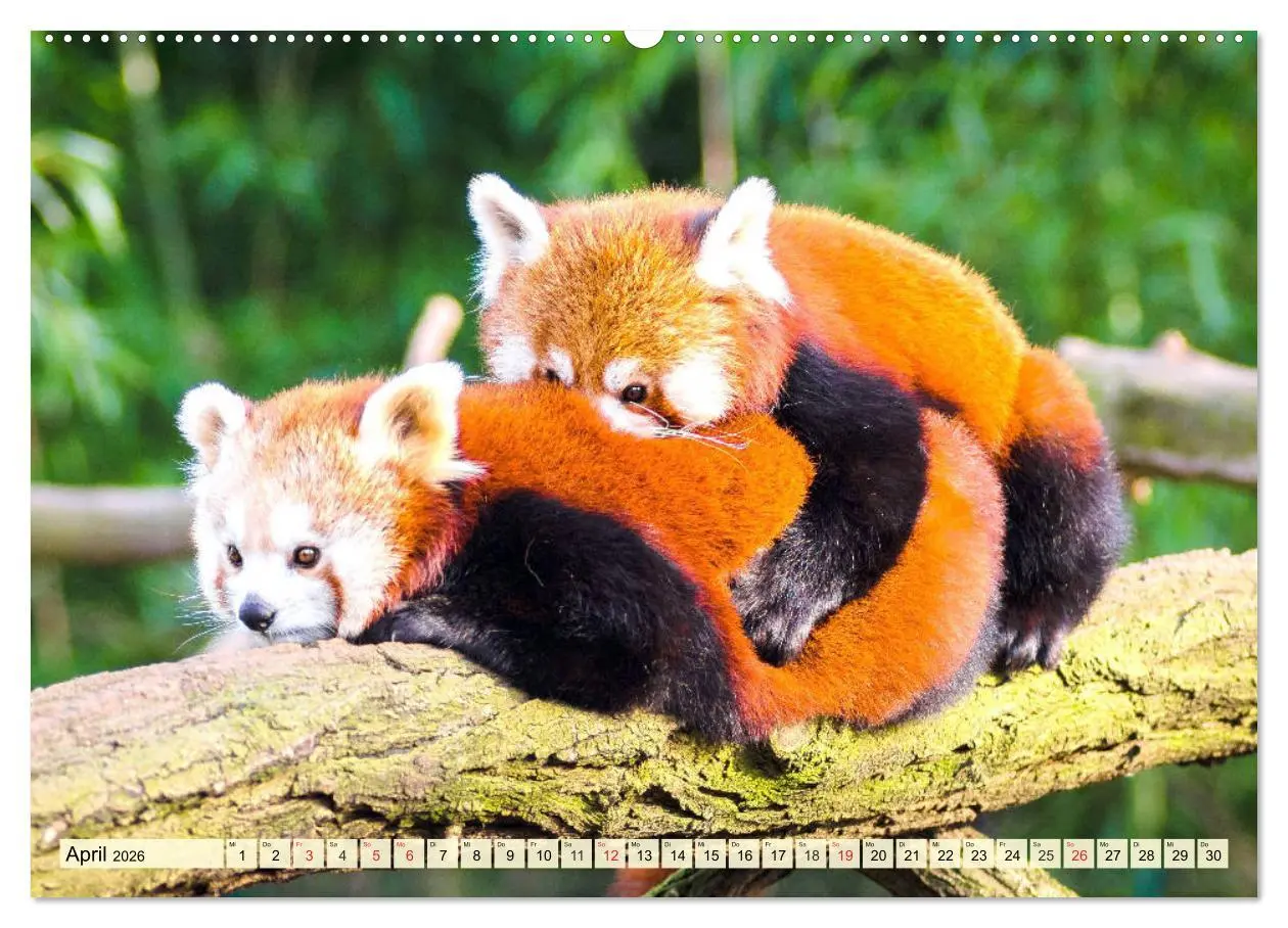 Bild: 9783457675557 | Roter Panda. Die superknuddeligen Katzenbären (hochwertiger Premium...