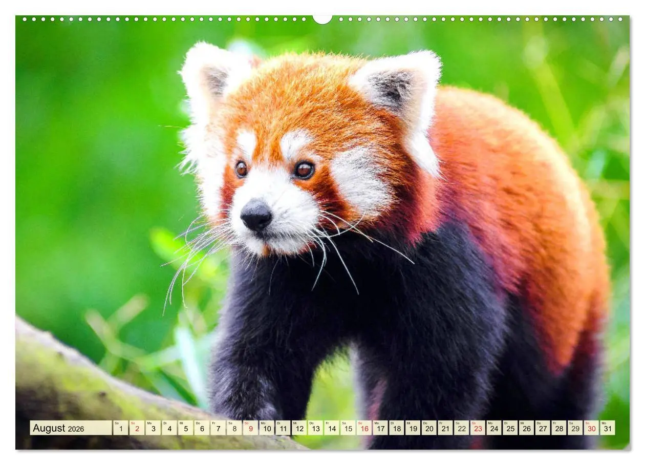 Bild: 9783457675557 | Roter Panda. Die superknuddeligen Katzenbären (hochwertiger Premium...