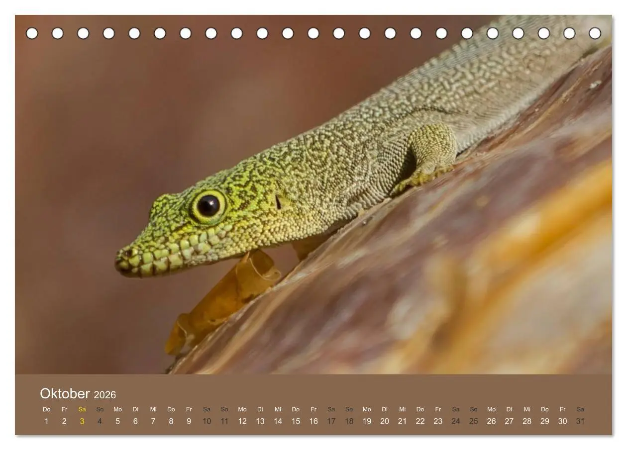 Bild: 9783516075557 | Madagaskars wundersame Tierwelt (Tischkalender 2026 DIN A5 quer),...