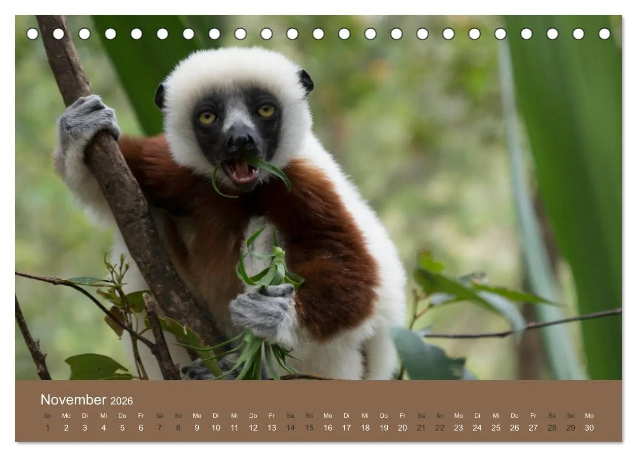 Bild: 9783516075557 | Madagaskars wundersame Tierwelt (Tischkalender 2026 DIN A5 quer),...