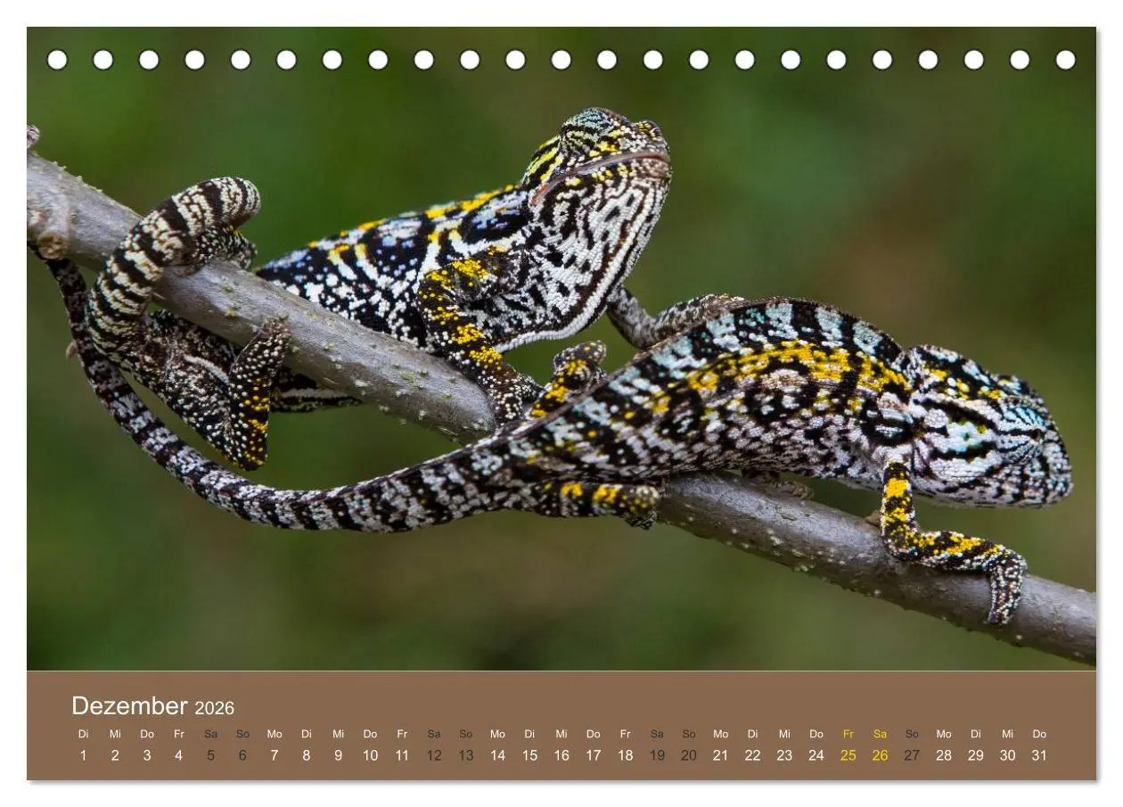 Bild: 9783516075557 | Madagaskars wundersame Tierwelt (Tischkalender 2026 DIN A5 quer),...