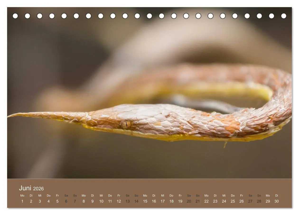 Bild: 9783516075557 | Madagaskars wundersame Tierwelt (Tischkalender 2026 DIN A5 quer),...