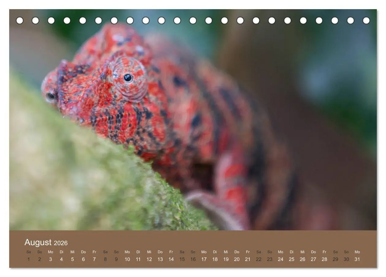 Bild: 9783516075557 | Madagaskars wundersame Tierwelt (Tischkalender 2026 DIN A5 quer),...