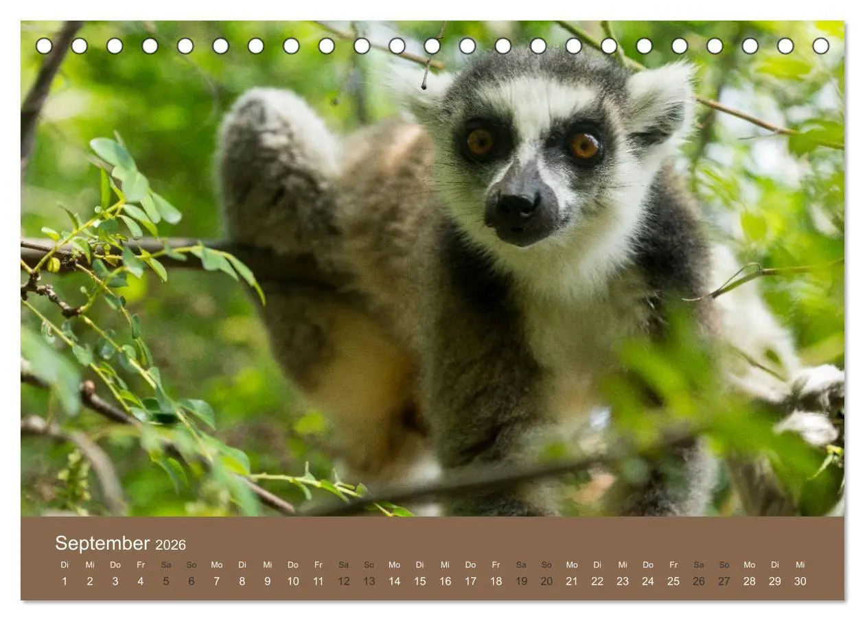 Bild: 9783516075557 | Madagaskars wundersame Tierwelt (Tischkalender 2026 DIN A5 quer),...