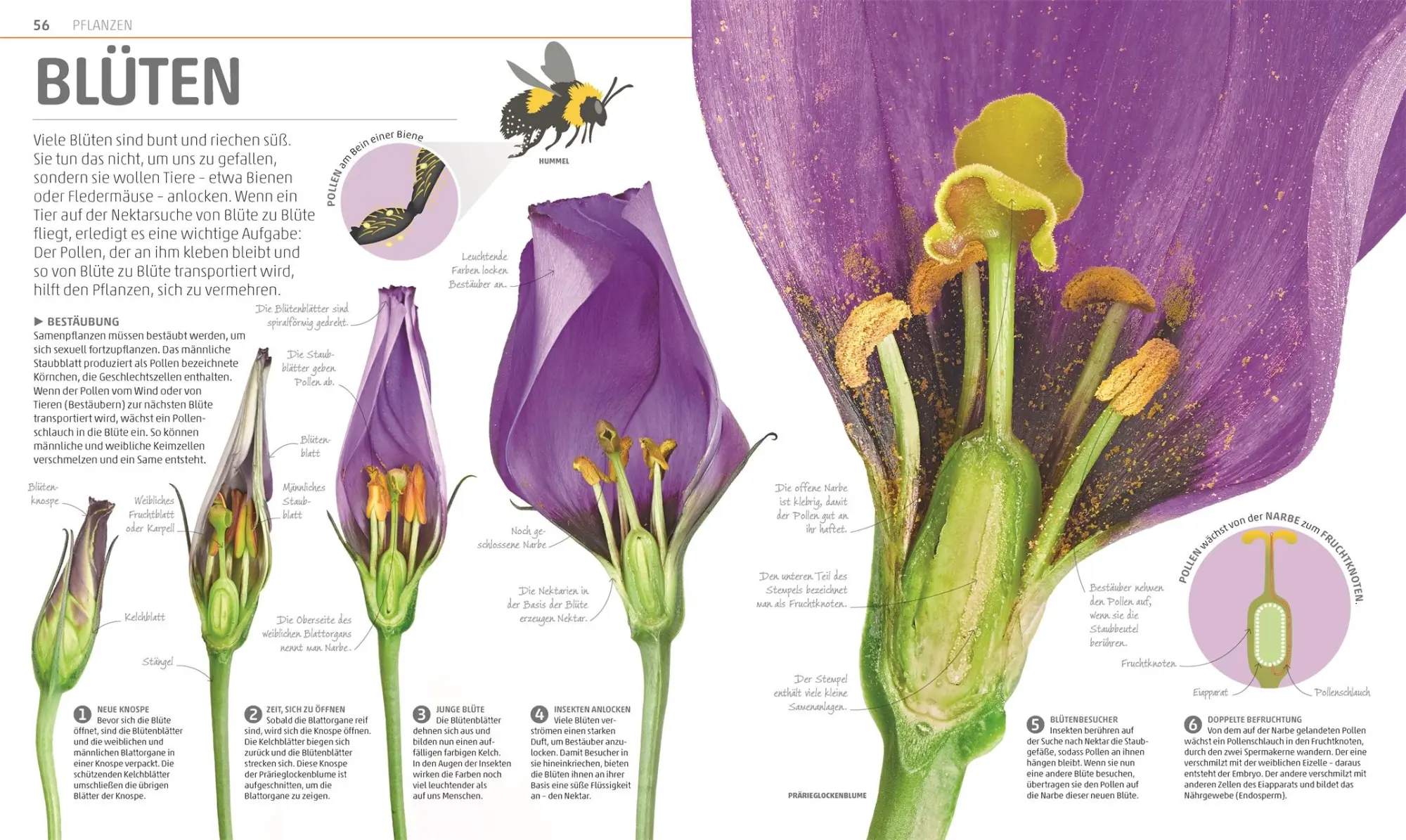 Bild: 9783831035557 | MegaWissen Natur | DK Verlag - Kids | Buch | Mega-Wissen | 360 S.
