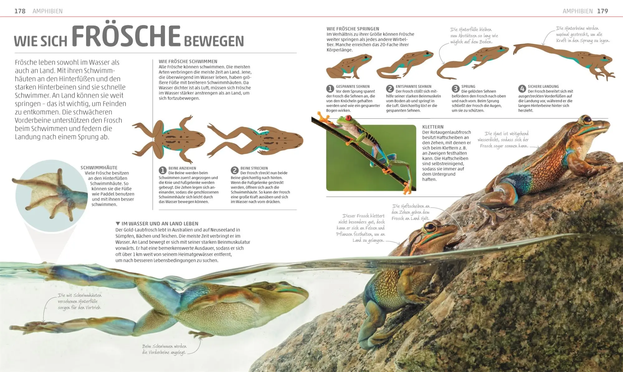Bild: 9783831035557 | MegaWissen Natur | DK Verlag - Kids | Buch | Mega-Wissen | 360 S.