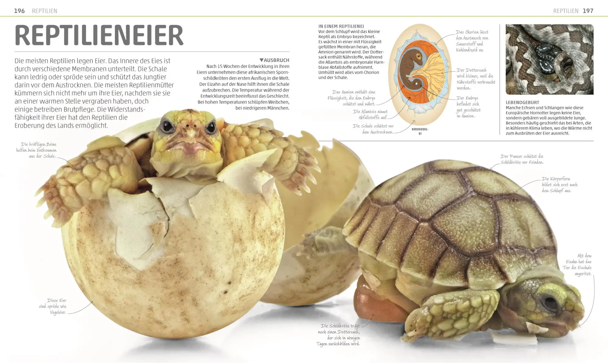 Bild: 9783831035557 | MegaWissen Natur | DK Verlag - Kids | Buch | Mega-Wissen | 360 S.