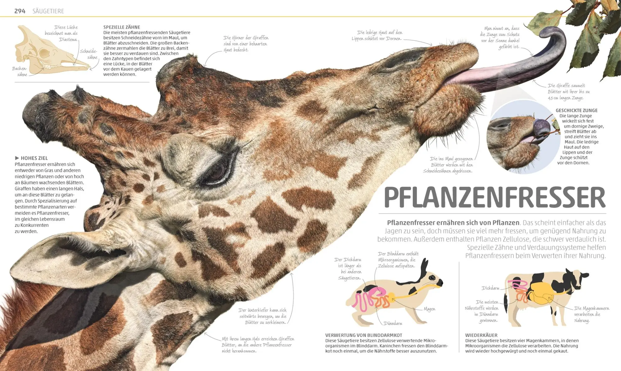 Bild: 9783831035557 | MegaWissen Natur | DK Verlag - Kids | Buch | Mega-Wissen | 360 S.