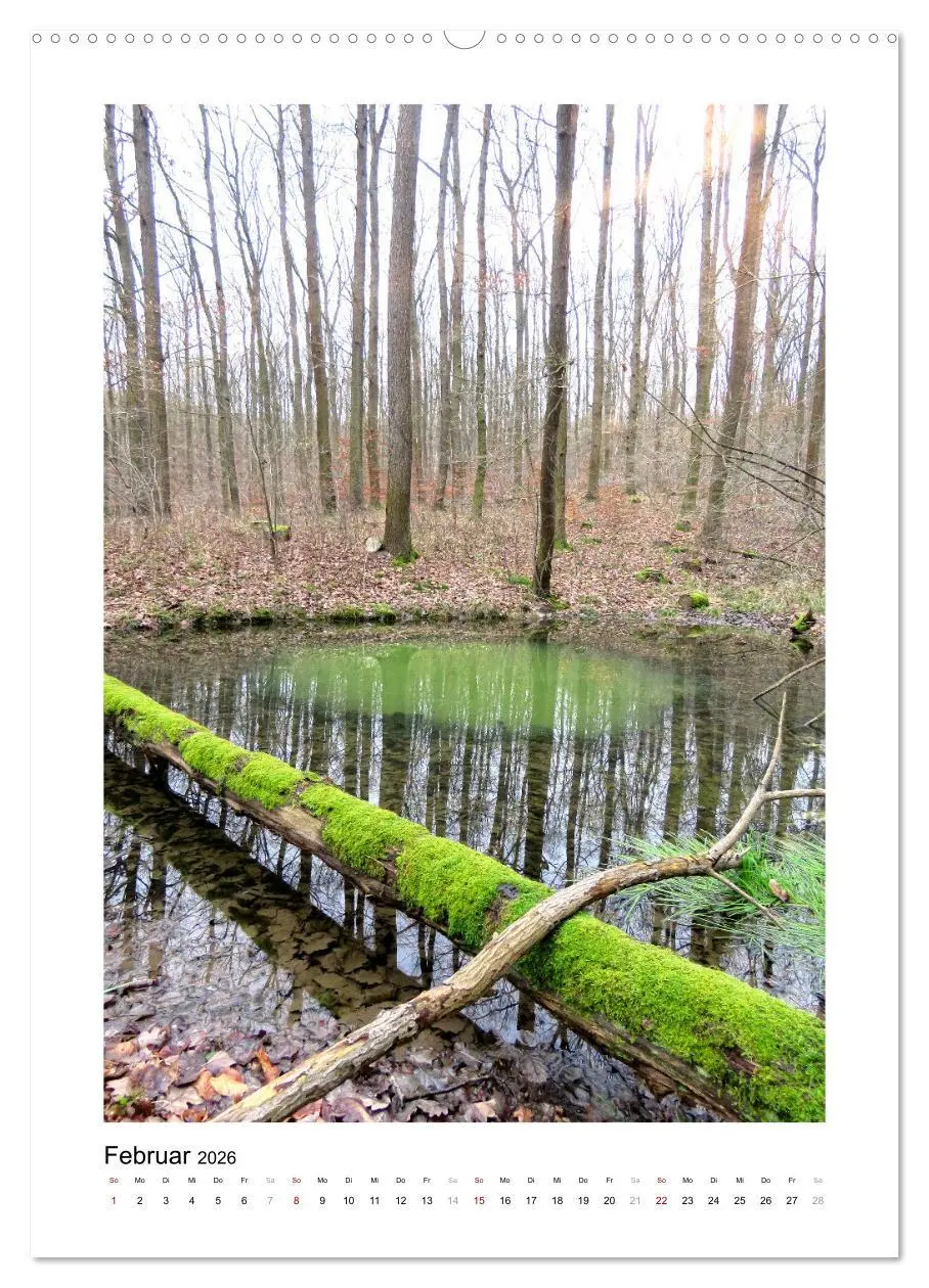 Bild: 9783516365757 | Mein Sehnsuchtsort, der Wald (hochwertiger Premium Wandkalender...