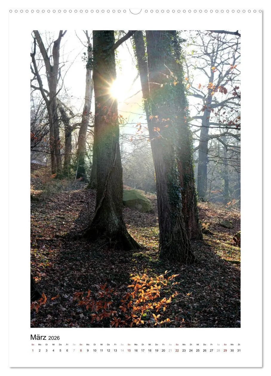 Bild: 9783516365757 | Mein Sehnsuchtsort, der Wald (hochwertiger Premium Wandkalender...