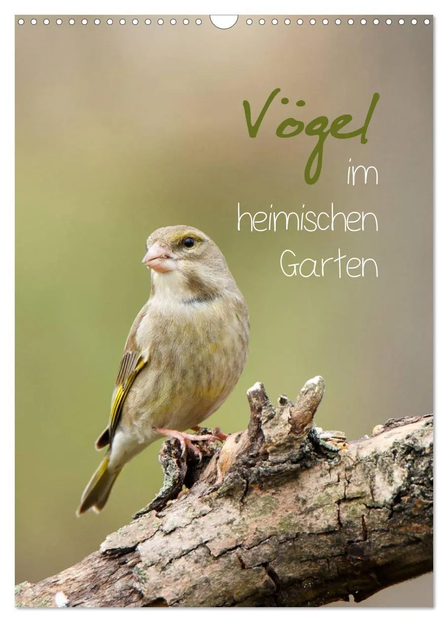Cover: 9783516425857 | Vögel im heimischen Garten (Wandkalender 2026 DIN A3 hoch),...