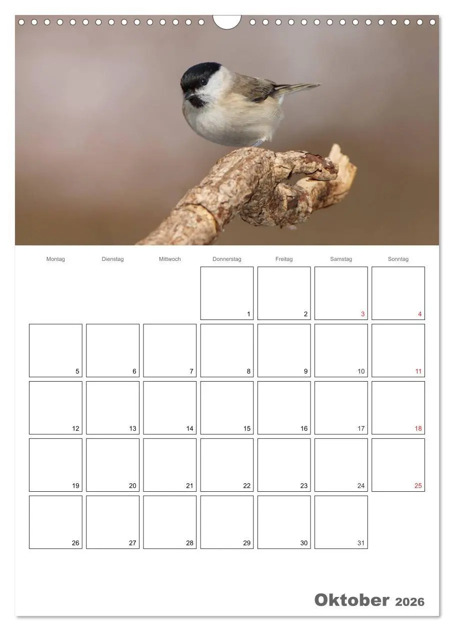 Bild: 9783516425857 | Vögel im heimischen Garten (Wandkalender 2026 DIN A3 hoch),...