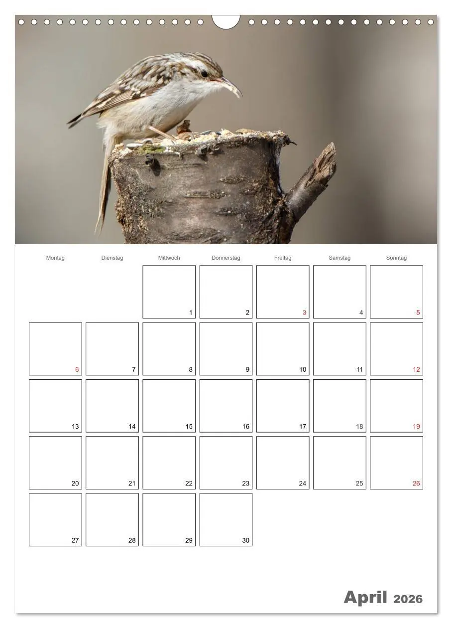 Bild: 9783516425857 | Vögel im heimischen Garten (Wandkalender 2026 DIN A3 hoch),...