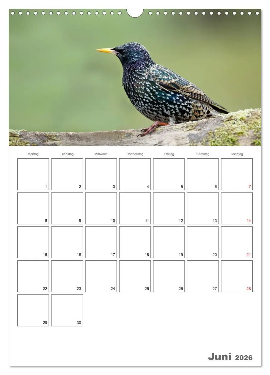Bild: 9783516425857 | Vögel im heimischen Garten (Wandkalender 2026 DIN A3 hoch),...