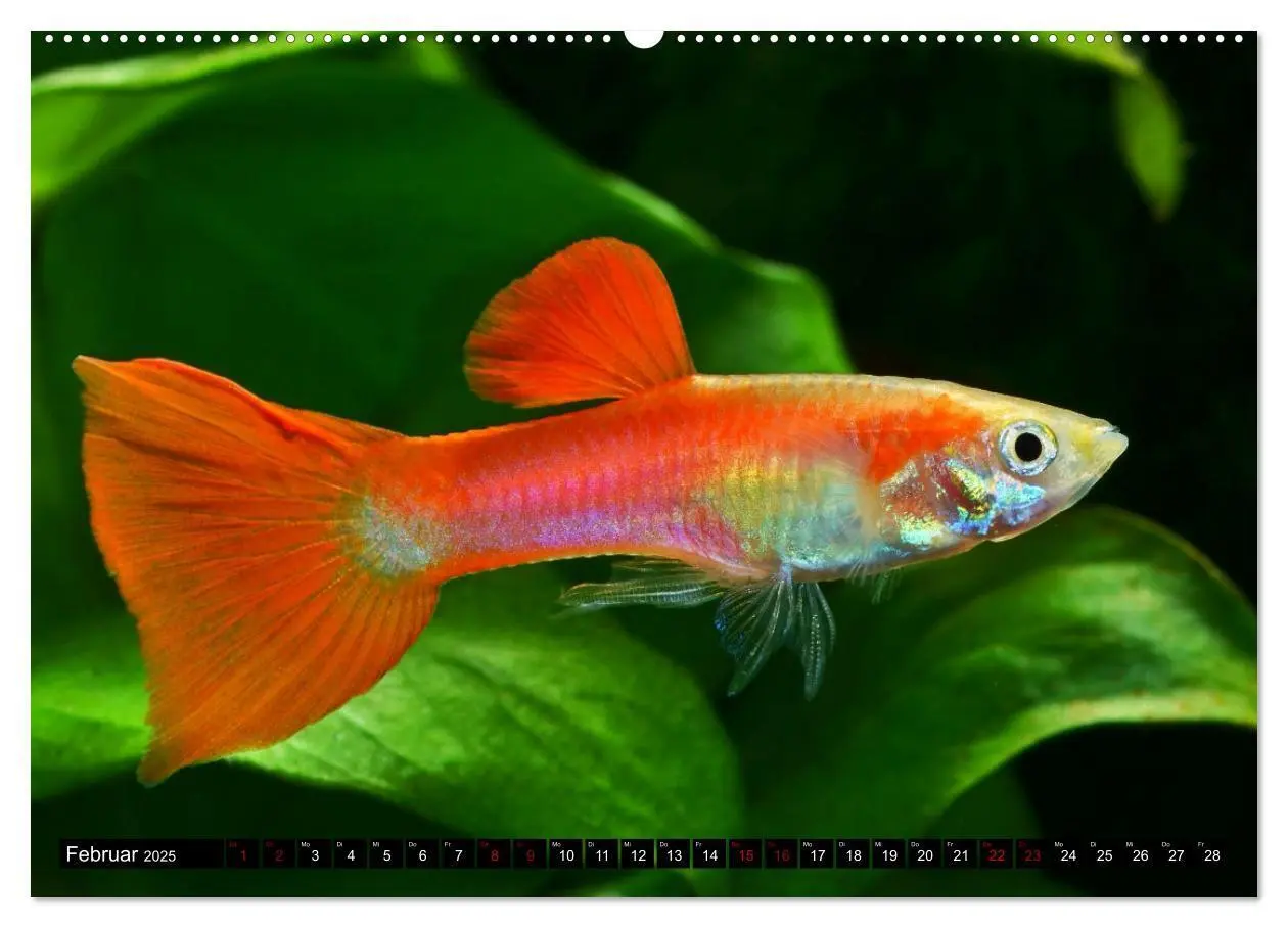 Bild: 9783383905957 | Beliebte Fische der Welt (Wandkalender 2025 DIN A2 quer), CALVENDO...