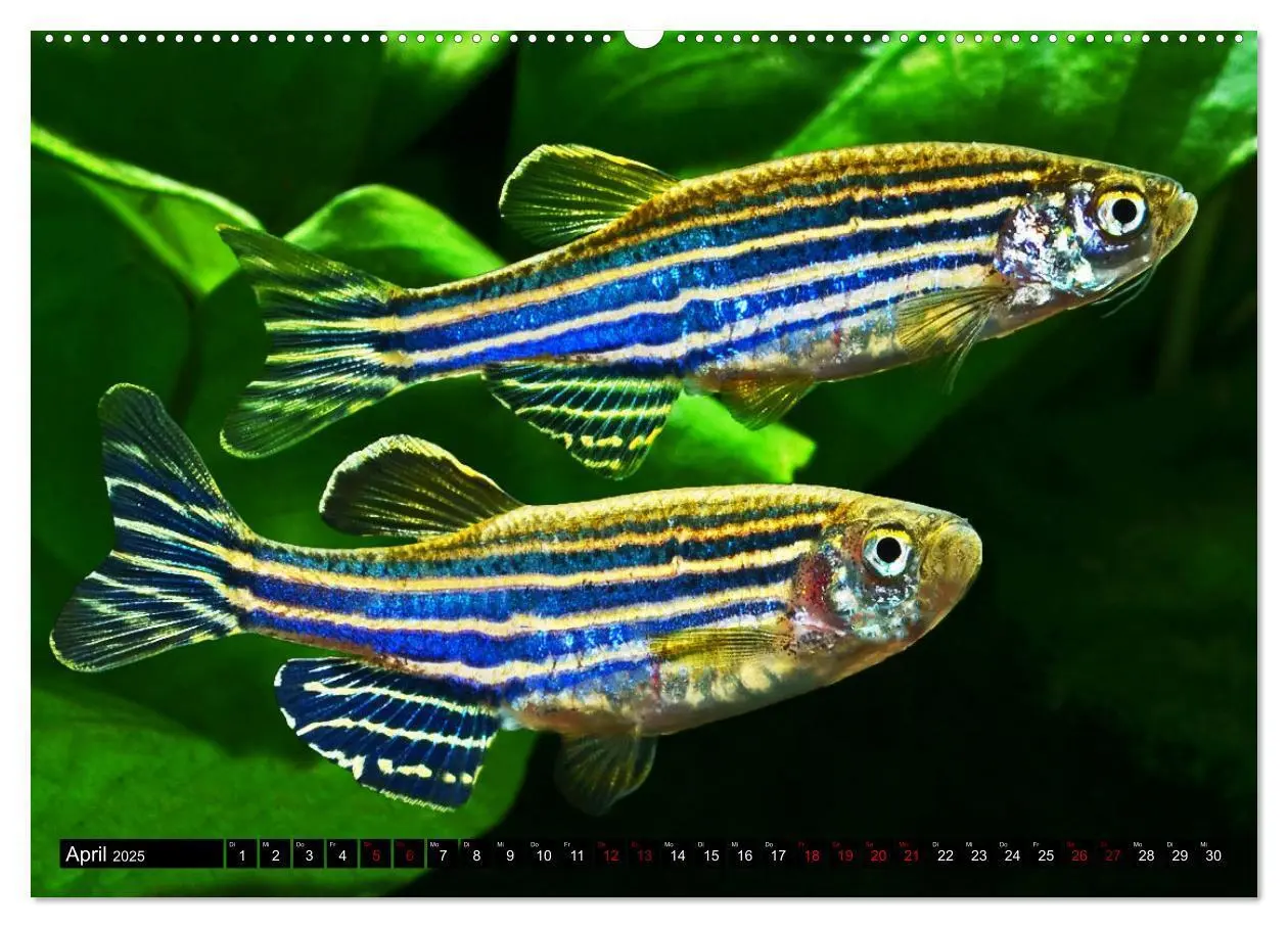 Bild: 9783383905957 | Beliebte Fische der Welt (Wandkalender 2025 DIN A2 quer), CALVENDO...
