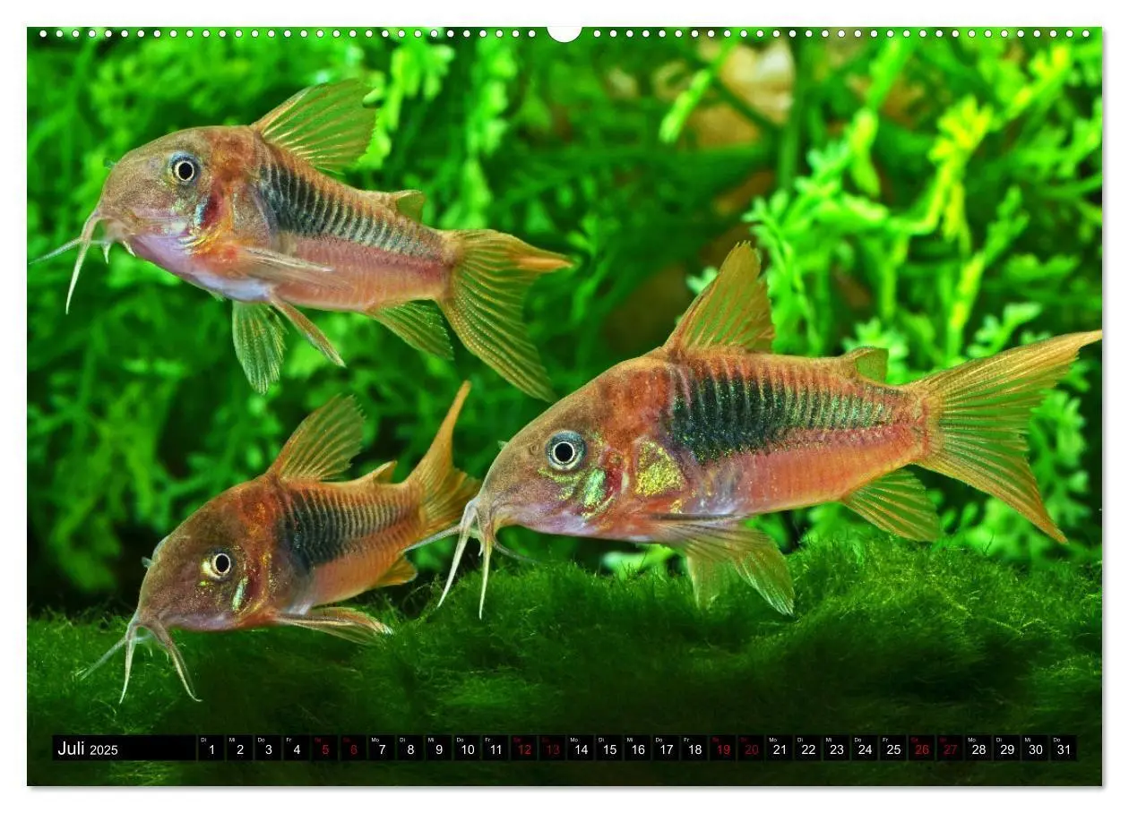 Bild: 9783383905957 | Beliebte Fische der Welt (Wandkalender 2025 DIN A2 quer), CALVENDO...