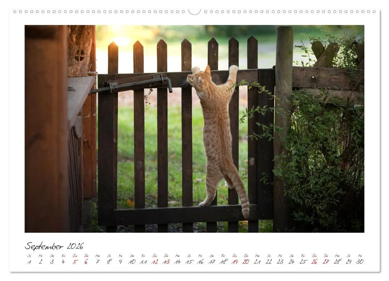 Bild: 9783457255957 | Zauberhafte rote Kätzchen (hochwertiger Premium Wandkalender 2026...