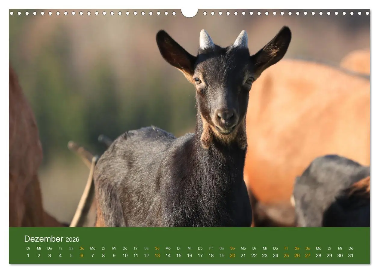 Bild: 9783457635957 | Mit Ziegen ist immer was los! (Wandkalender 2026 DIN A3 quer),...