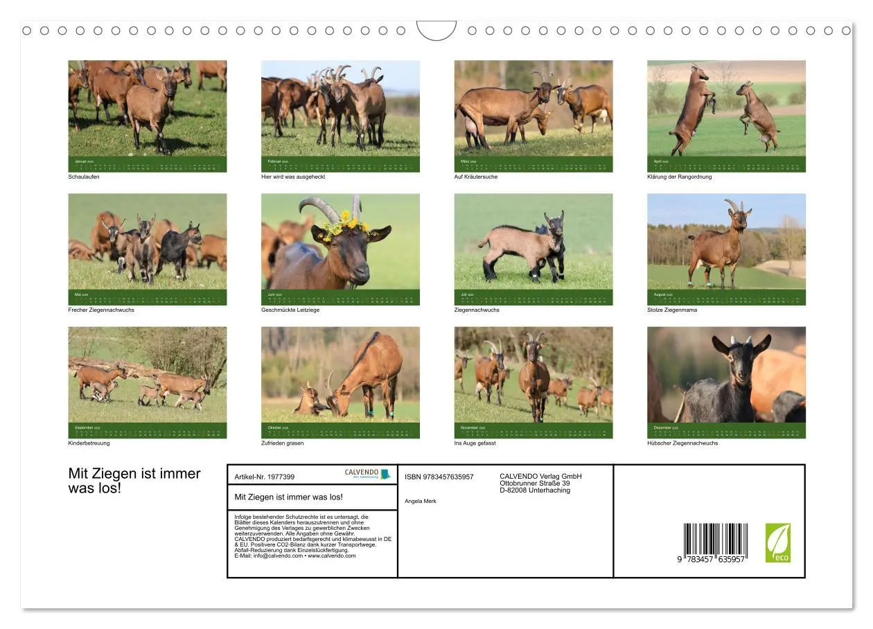 Bild: 9783457635957 | Mit Ziegen ist immer was los! (Wandkalender 2026 DIN A3 quer),...