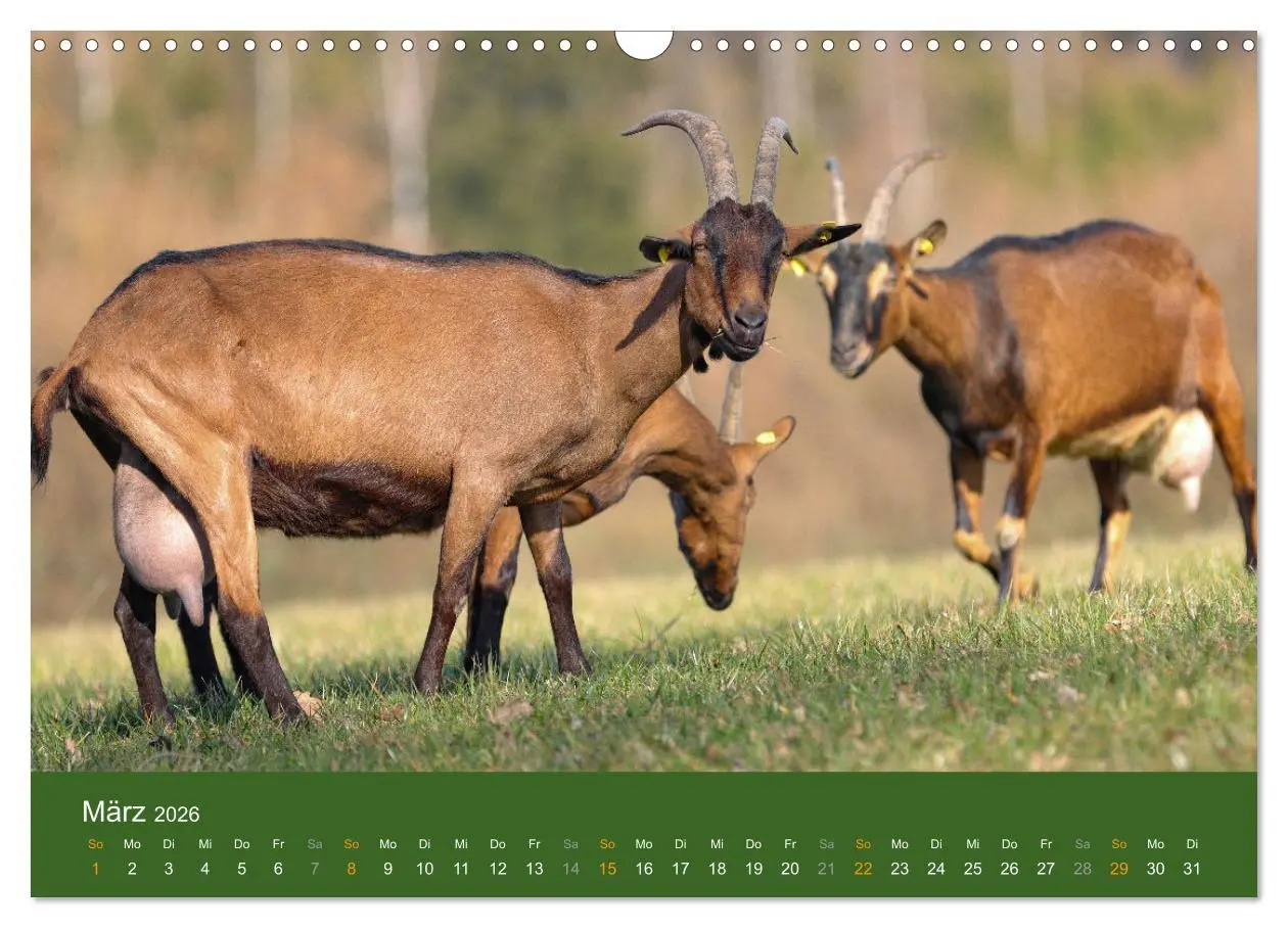 Bild: 9783457635957 | Mit Ziegen ist immer was los! (Wandkalender 2026 DIN A3 quer),...
