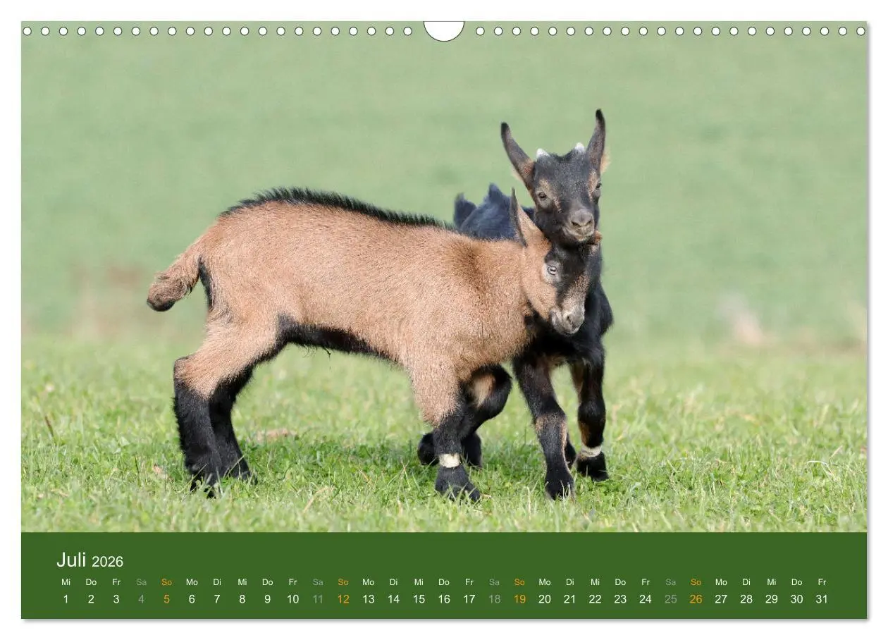Bild: 9783457635957 | Mit Ziegen ist immer was los! (Wandkalender 2026 DIN A3 quer),...