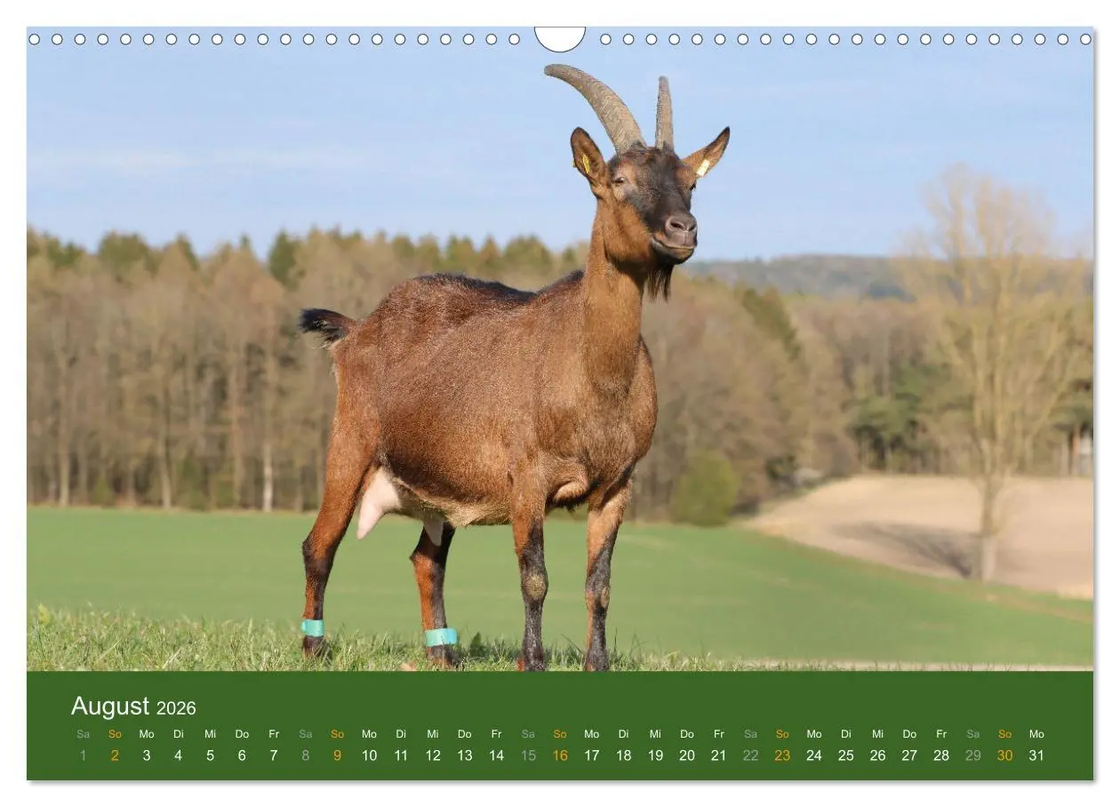Bild: 9783457635957 | Mit Ziegen ist immer was los! (Wandkalender 2026 DIN A3 quer),...