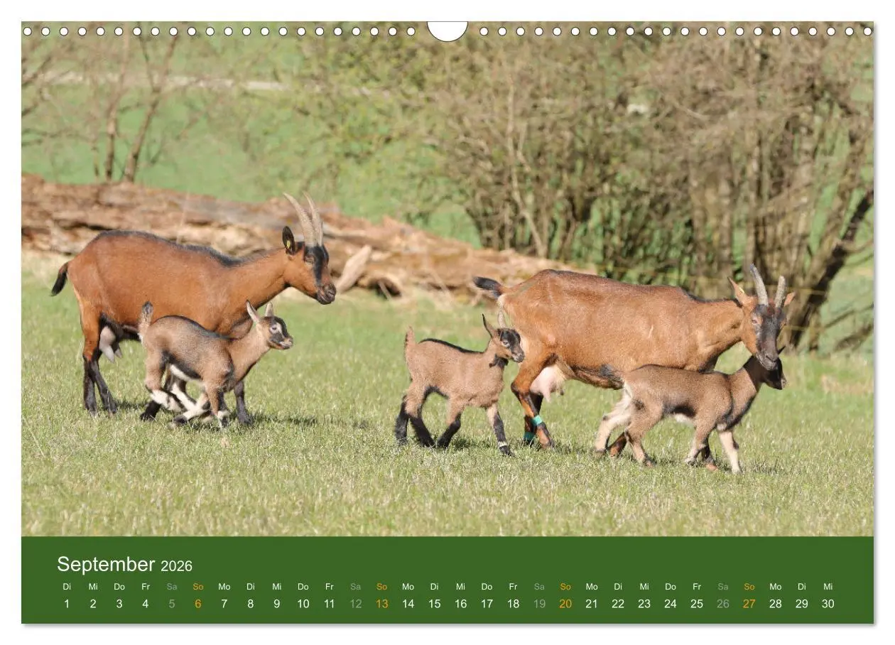 Bild: 9783457635957 | Mit Ziegen ist immer was los! (Wandkalender 2026 DIN A3 quer),...