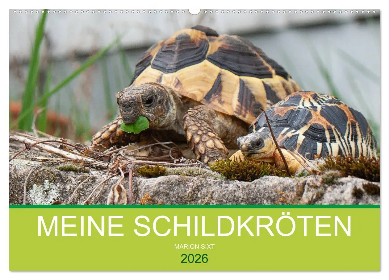 Cover: 9783457826157 | Meine Schildkröten (Wandkalender 2026 DIN A2 quer), CALVENDO...