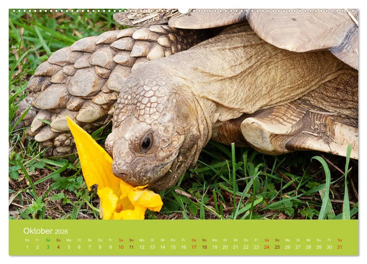 Bild: 9783457826157 | Meine Schildkröten (Wandkalender 2026 DIN A2 quer), CALVENDO...
