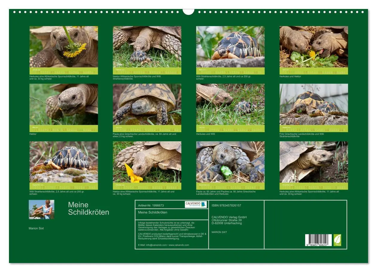 Bild: 9783457826157 | Meine Schildkröten (Wandkalender 2026 DIN A2 quer), CALVENDO...
