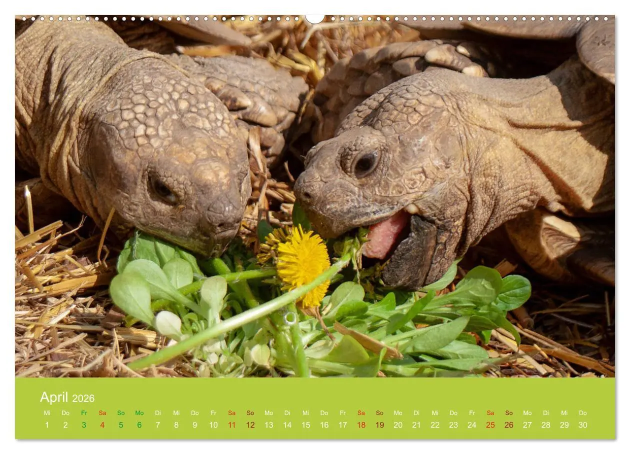 Bild: 9783457826157 | Meine Schildkröten (Wandkalender 2026 DIN A2 quer), CALVENDO...