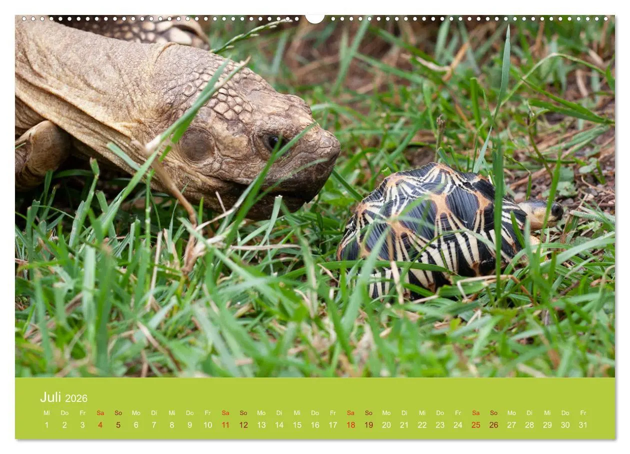 Bild: 9783457826157 | Meine Schildkröten (Wandkalender 2026 DIN A2 quer), CALVENDO...