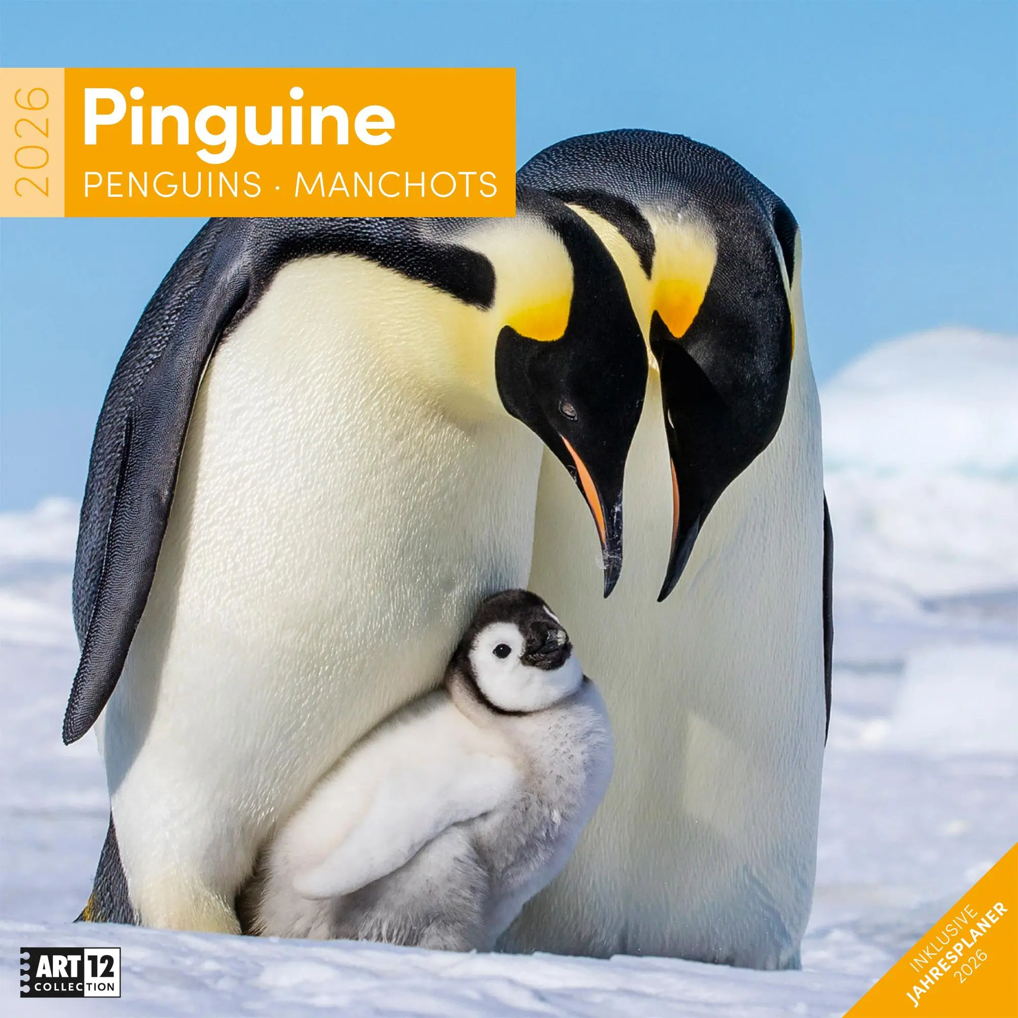 Cover: 9783838446257 | Pinguine Kalender 2026 - 30x30 | Ackermann Kunstverlag GmbH | Kalender