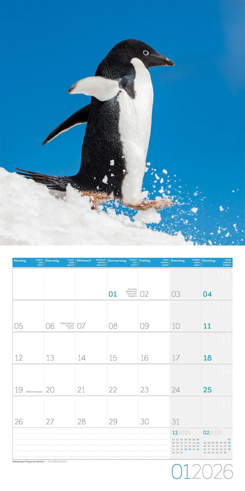 Bild: 9783838446257 | Pinguine Kalender 2026 - 30x30 | Ackermann Kunstverlag GmbH | Kalender