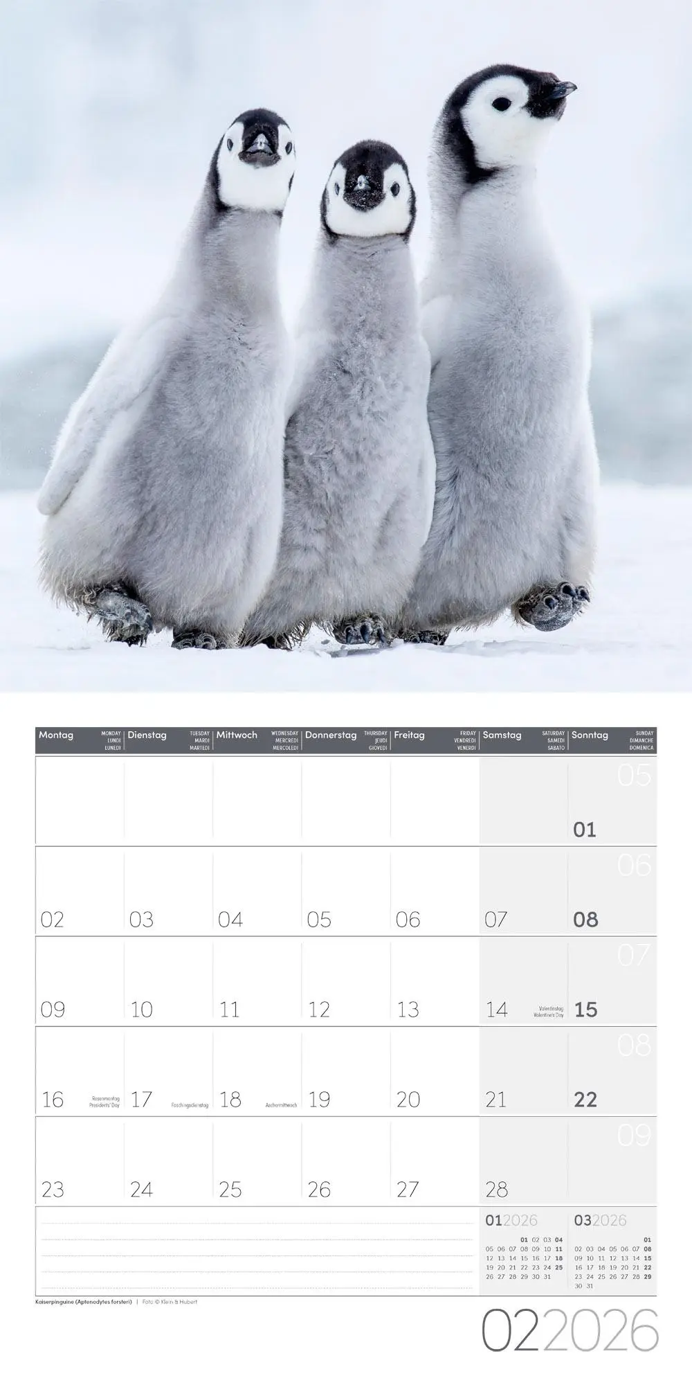 Bild: 9783838446257 | Pinguine Kalender 2026 - 30x30 | Ackermann Kunstverlag GmbH | Kalender