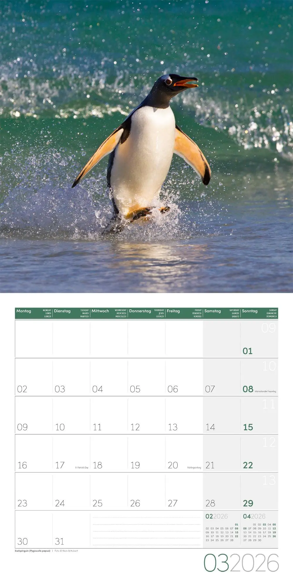 Bild: 9783838446257 | Pinguine Kalender 2026 - 30x30 | Ackermann Kunstverlag GmbH | Kalender