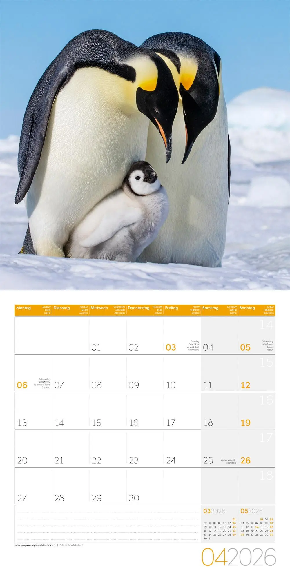 Bild: 9783838446257 | Pinguine Kalender 2026 - 30x30 | Ackermann Kunstverlag GmbH | Kalender