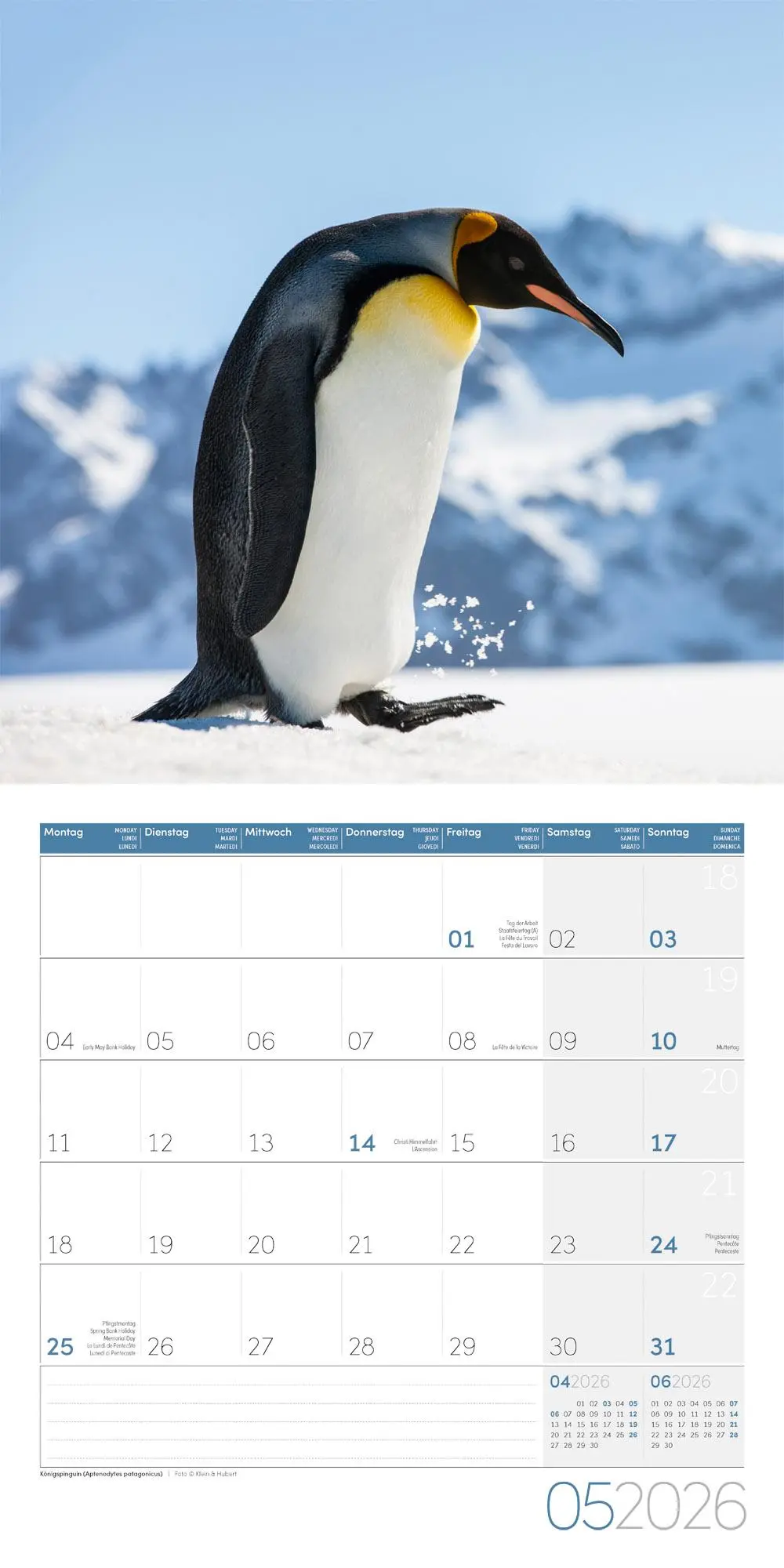 Bild: 9783838446257 | Pinguine Kalender 2026 - 30x30 | Ackermann Kunstverlag GmbH | Kalender