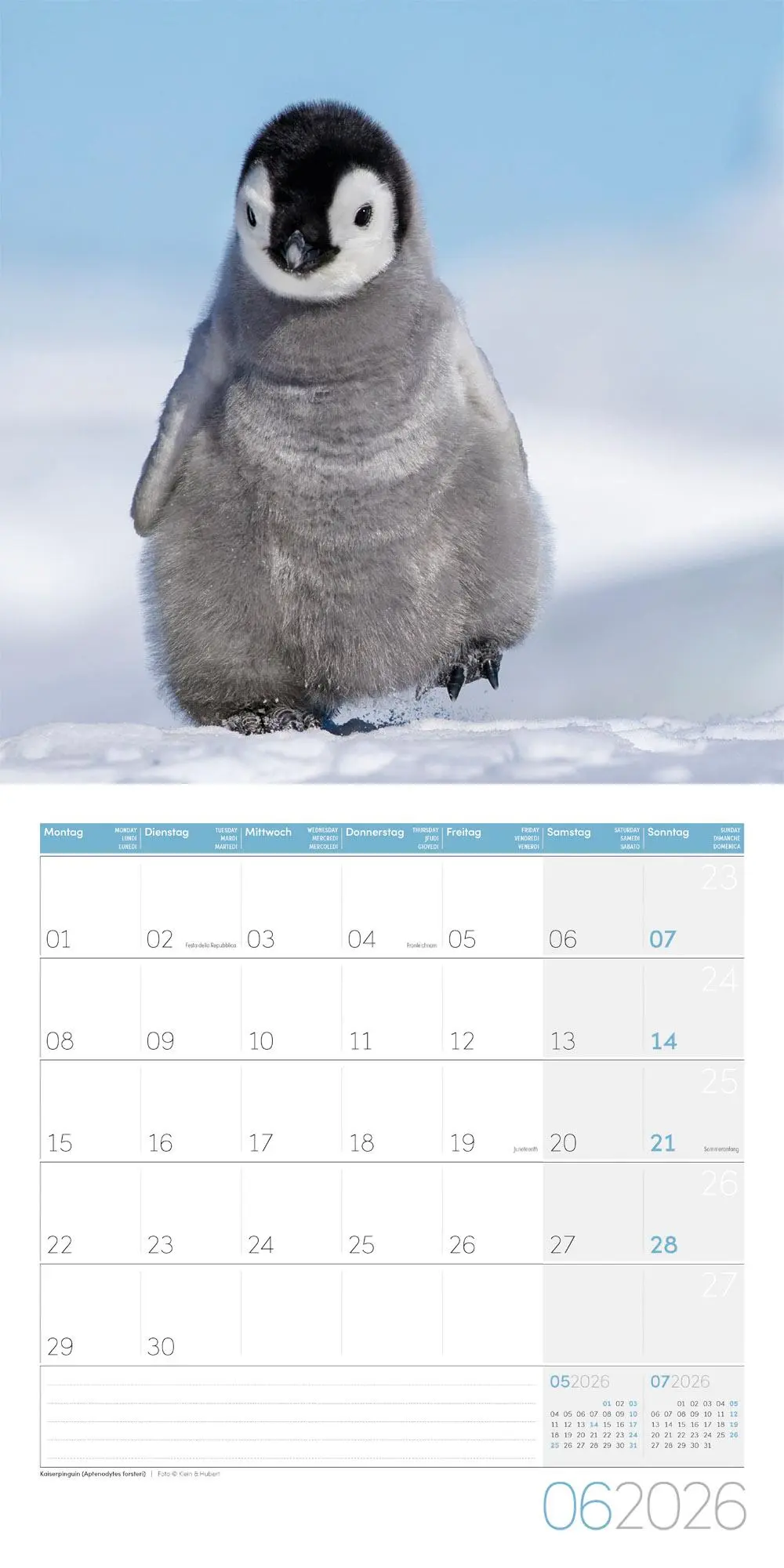 Bild: 9783838446257 | Pinguine Kalender 2026 - 30x30 | Ackermann Kunstverlag GmbH | Kalender