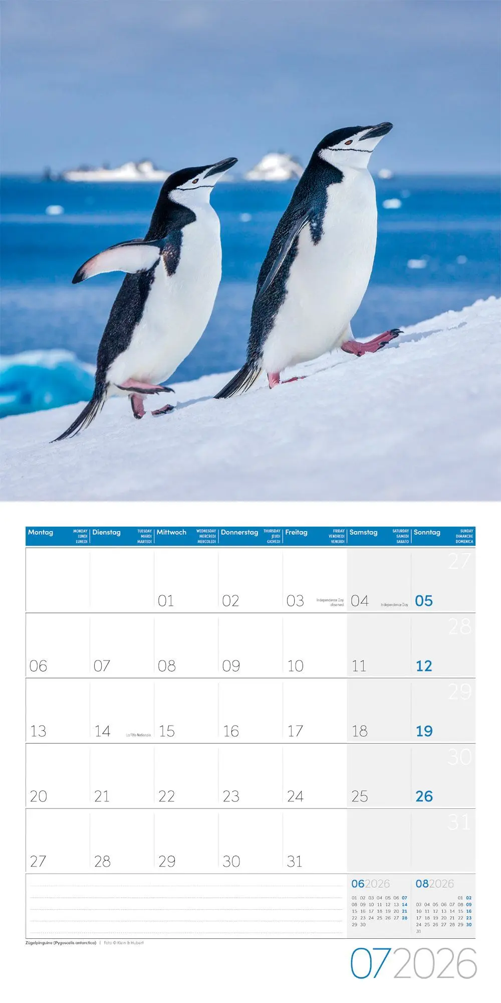 Bild: 9783838446257 | Pinguine Kalender 2026 - 30x30 | Ackermann Kunstverlag GmbH | Kalender