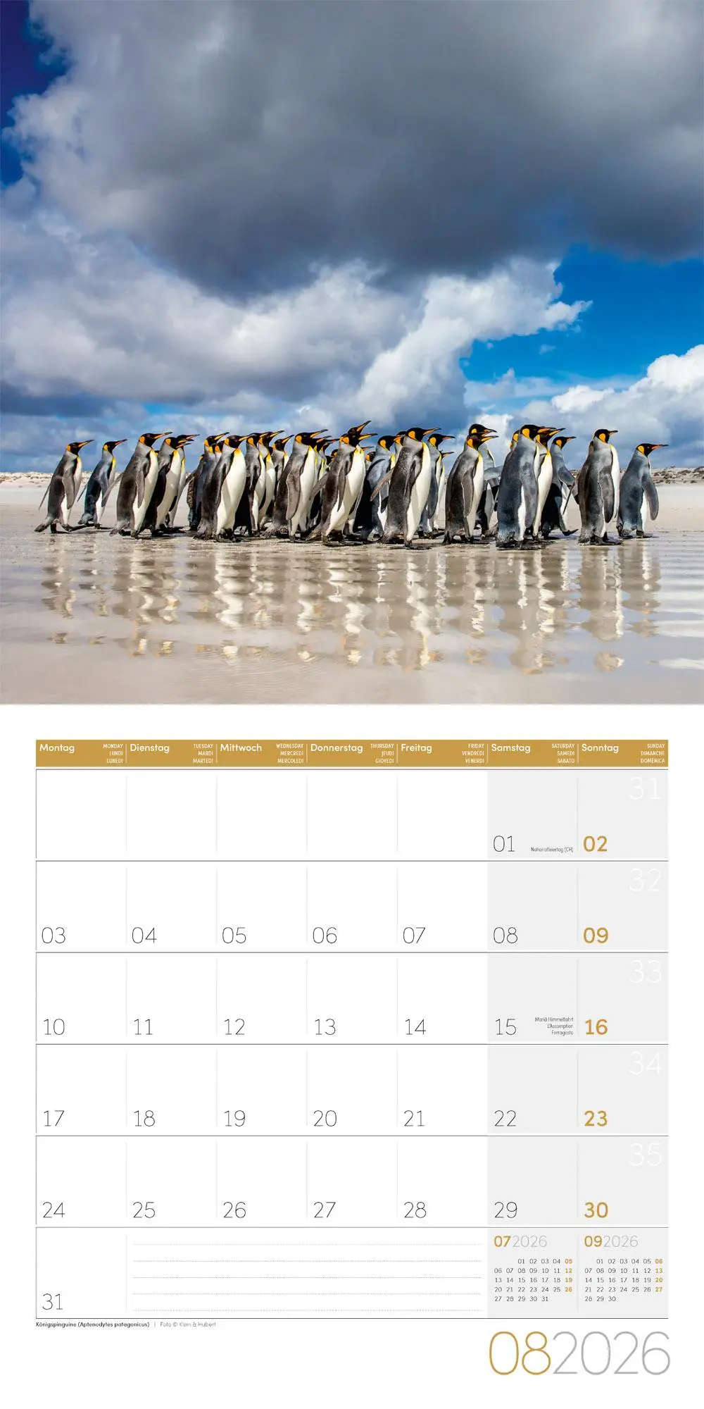 Bild: 9783838446257 | Pinguine Kalender 2026 - 30x30 | Ackermann Kunstverlag GmbH | Kalender