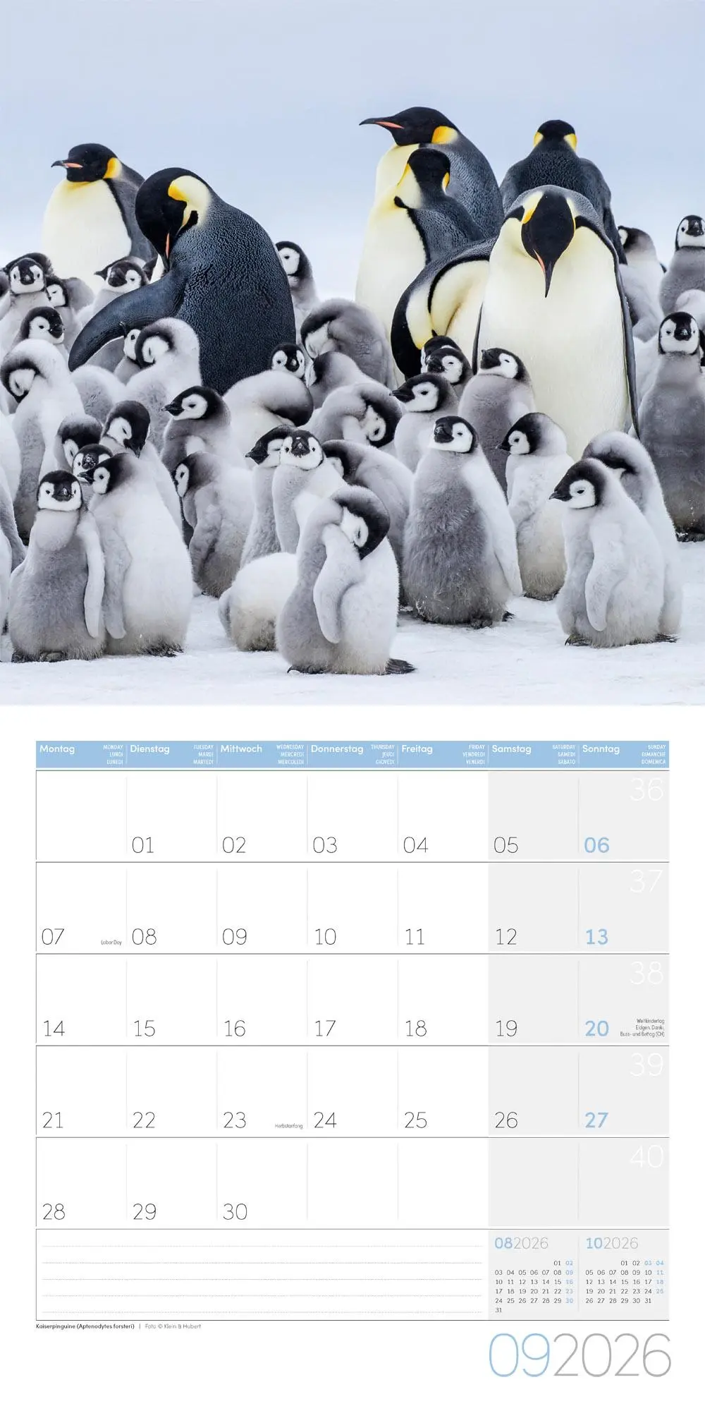 Bild: 9783838446257 | Pinguine Kalender 2026 - 30x30 | Ackermann Kunstverlag GmbH | Kalender