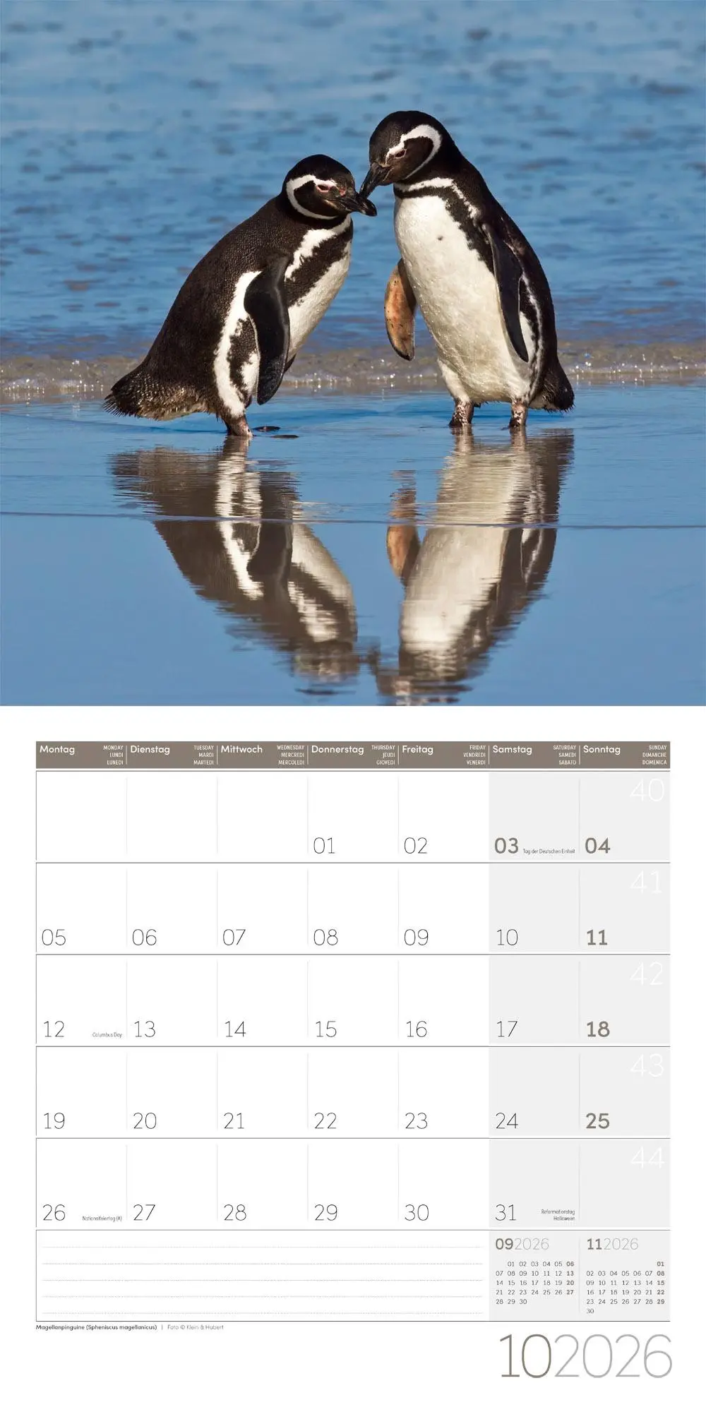 Bild: 9783838446257 | Pinguine Kalender 2026 - 30x30 | Ackermann Kunstverlag GmbH | Kalender