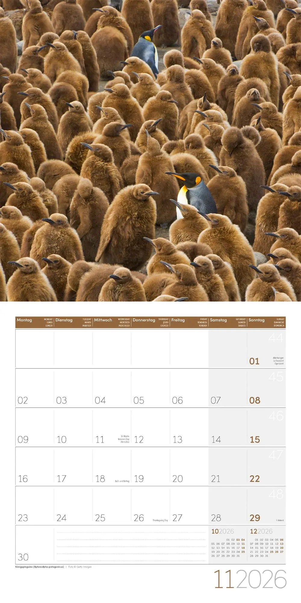 Bild: 9783838446257 | Pinguine Kalender 2026 - 30x30 | Ackermann Kunstverlag GmbH | Kalender